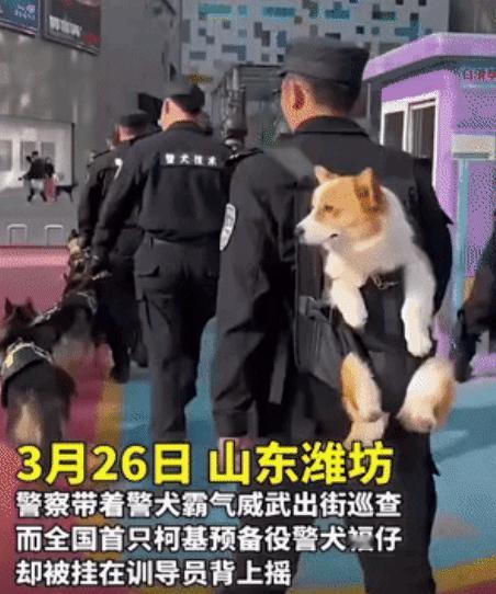 全国第一柯基警犬！他看起来好认真！好上进！！！！ ​​​