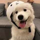 大健忘逛逛音乐