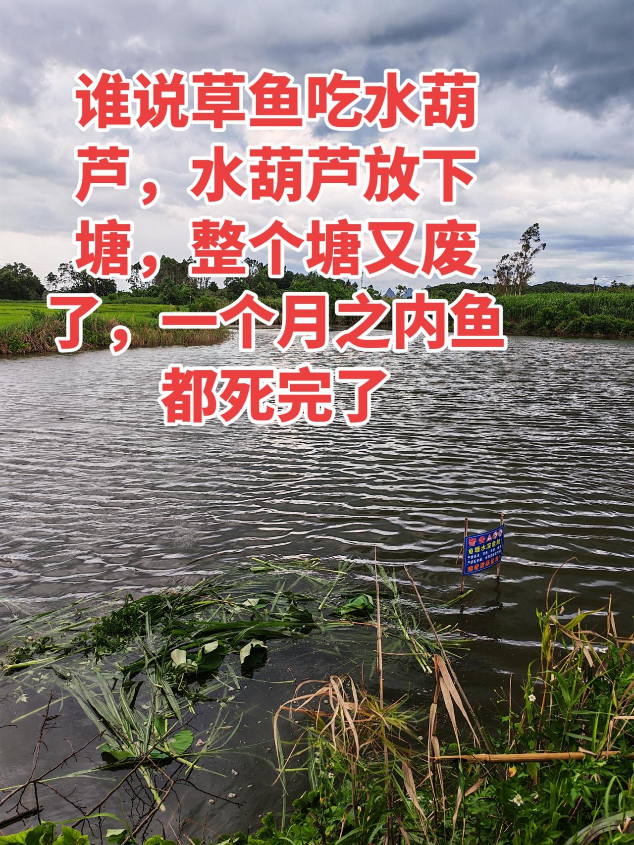 水葫芦不能放下鱼塘，要不然鱼都死完了养鱼 养鱼日记