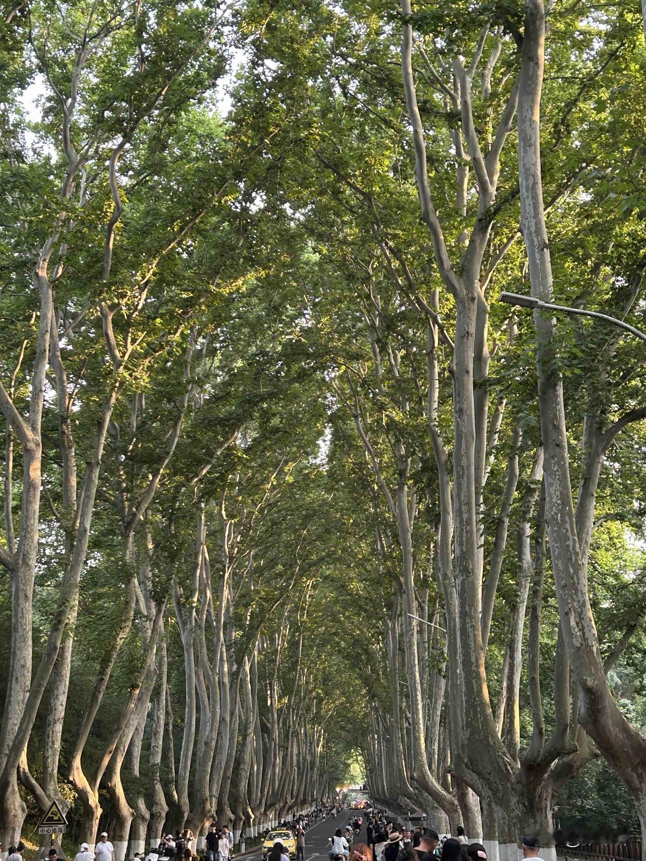 漫步林园大道，游览十里秦淮，陶醉于金榜题名中观点创作激励大赛南京 南京夫子庙 记