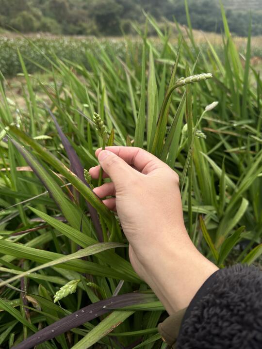 香雪兰终于有花苞了…