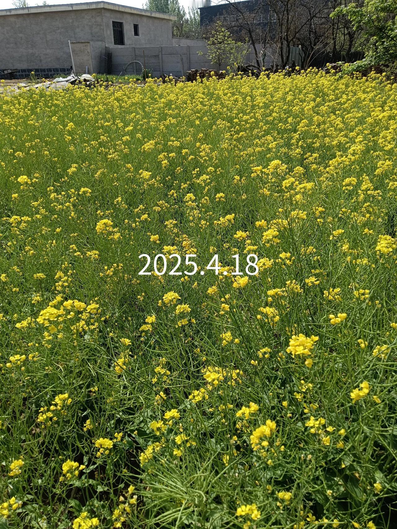 仅十天时间，差别就这么大，人与万物皆同一理，怪不得人老的快呢……
