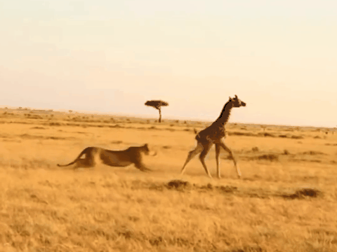 被长颈鹿踢一脚会发生什么？一脚就把自家宝宝干没了…

长颈鹿的腿很长且粗壮，肌肉