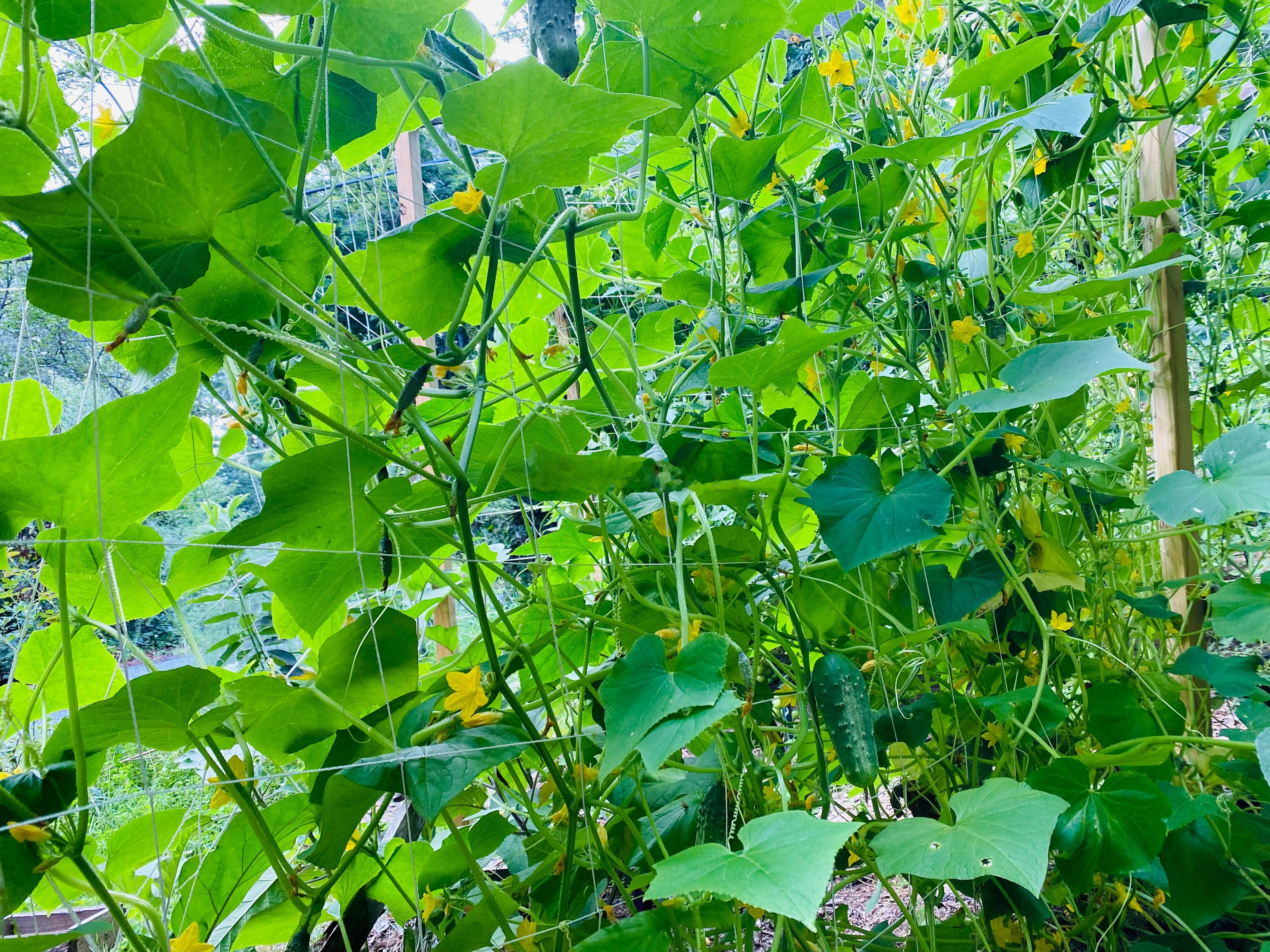 西红柿🍅开始红了，天也凉了，东北的夏天太短了。 为了摘黄瓜容易，今年给黄瓜藤拉
