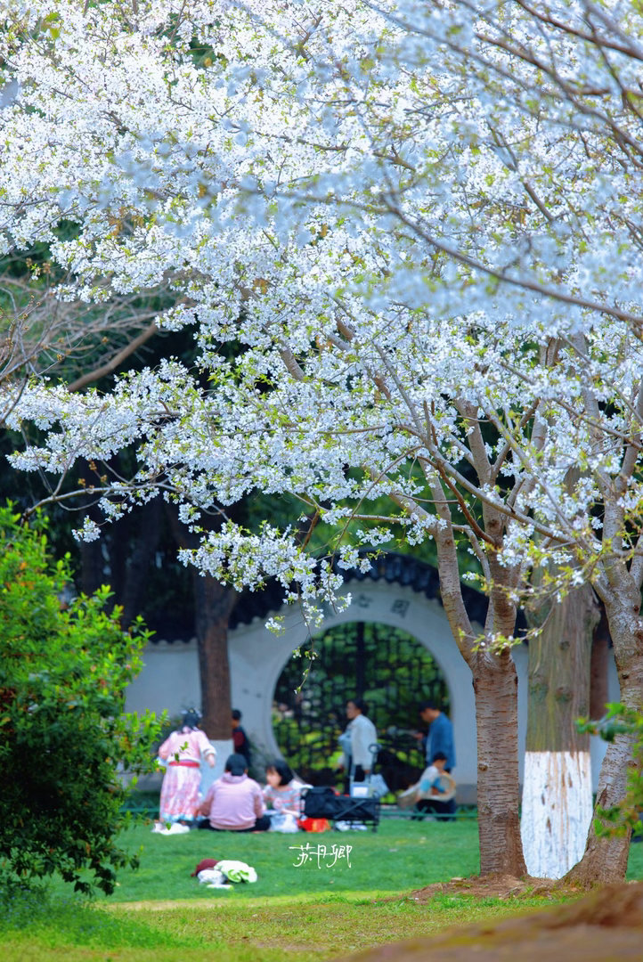 武汉的三月真是“遍地樱花”！除了众所周知的武大樱花和东湖樱园，还有西北湖、龟山公