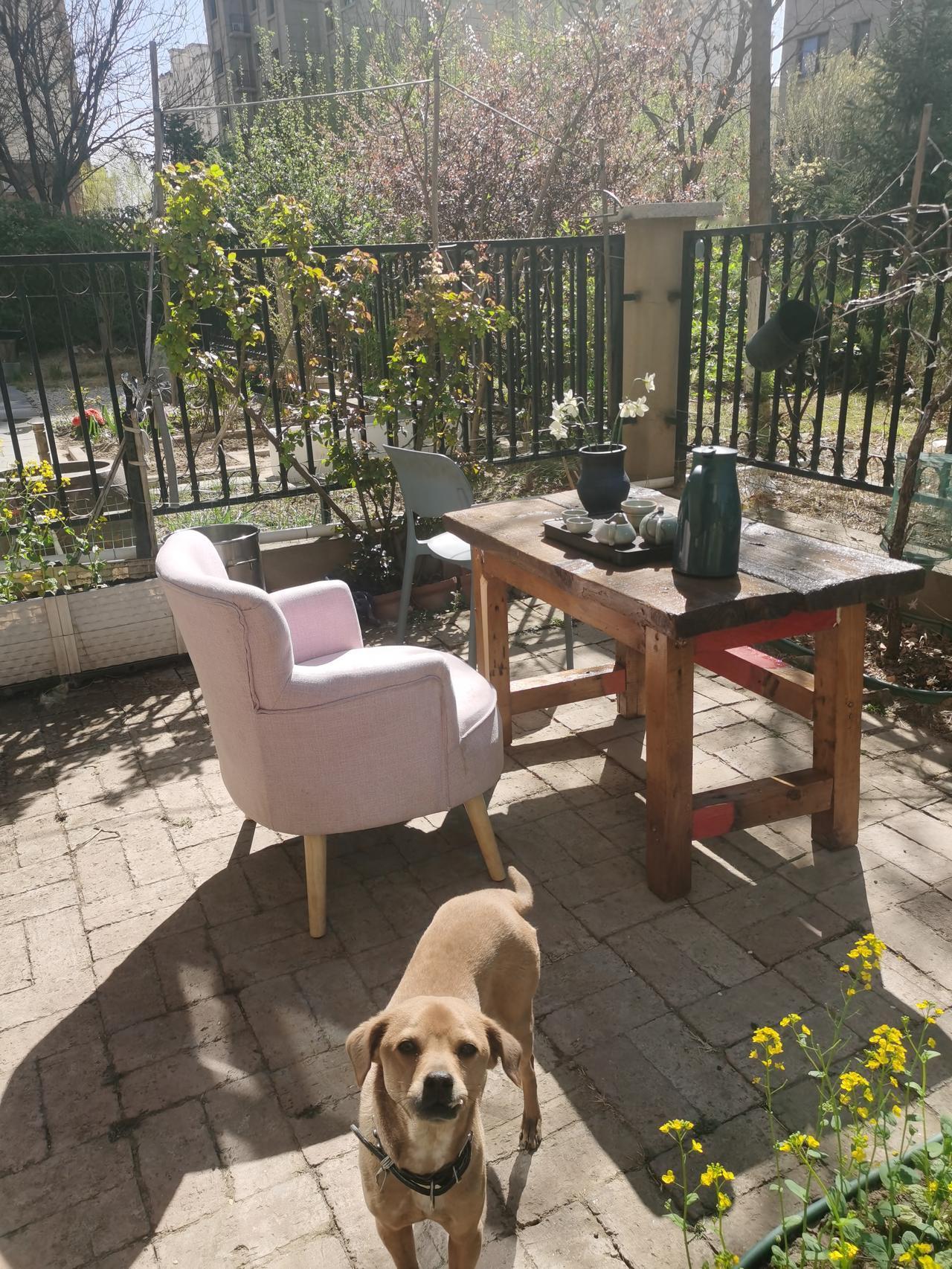 今天我的狗把我的猫给咬了。

   狗冲向猫时，我看到猫正试图把从鱼池子里抓出来