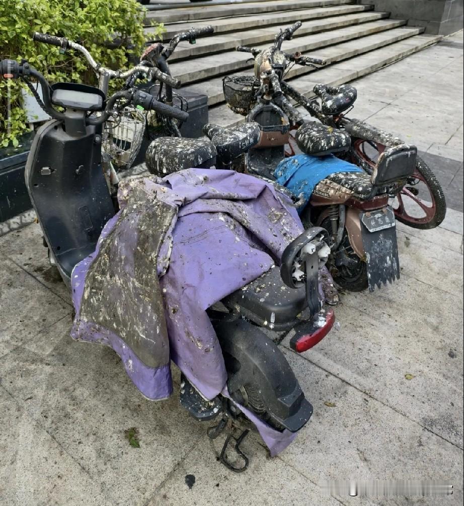 天呐，佛山这个地方太可怕了!
天降鸟粪，这些鸟被人家下了泻药吗
 
活了几十年，