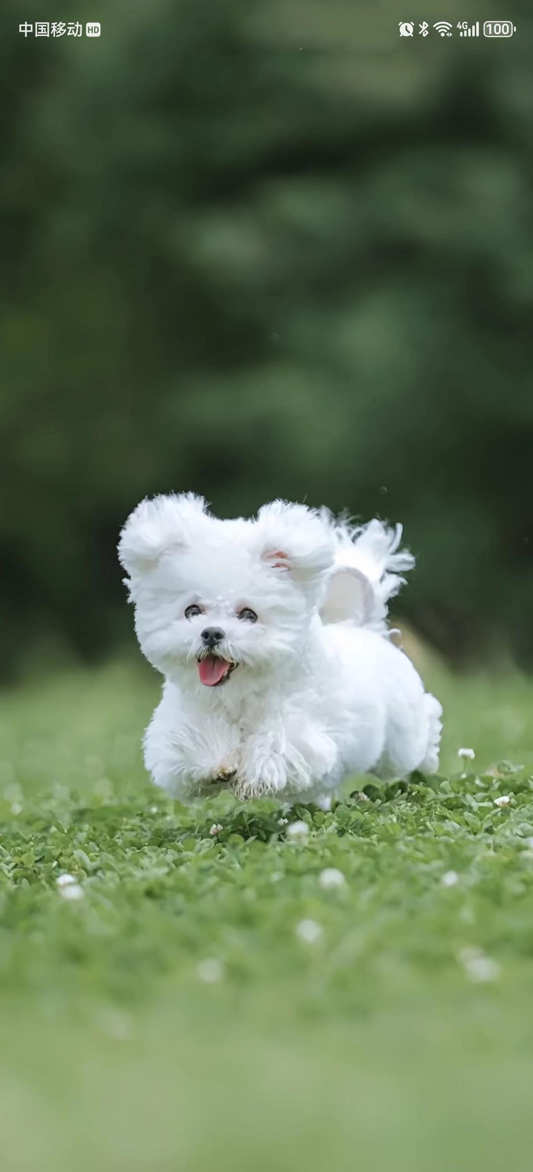 段永平说要做自己喜欢的事情
我现在深刻地体会到这句话的深意
前段时间我写作收益很