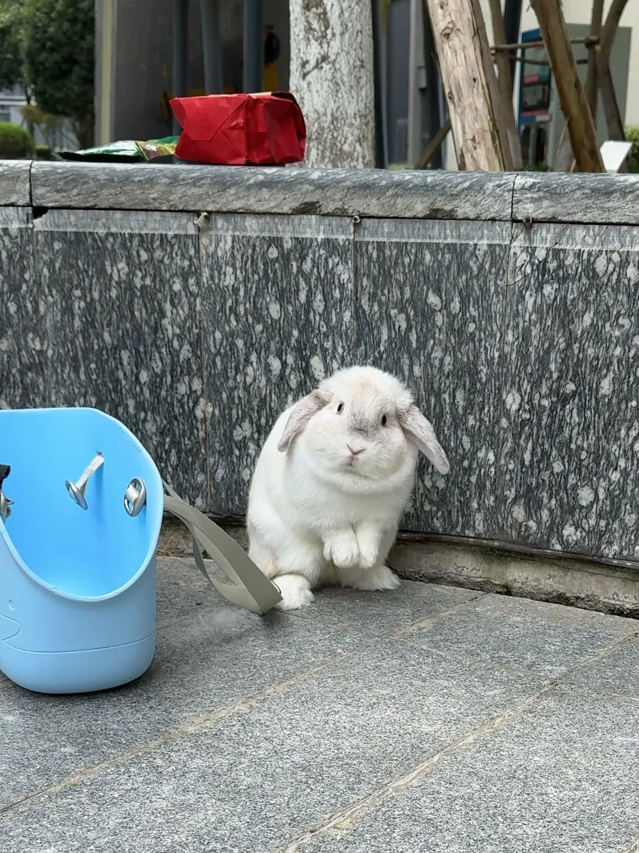 为什么她干啥都感觉笨笨嘟 •֊•́✧
