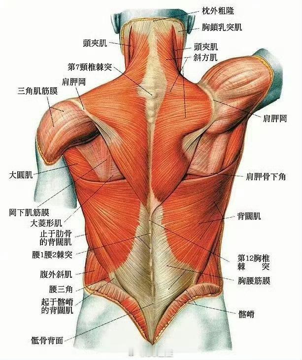 腰背疼痛 背部肌肉解剖图，是不是有一种对称美刚好，结合这张图来说说，大家目前有没