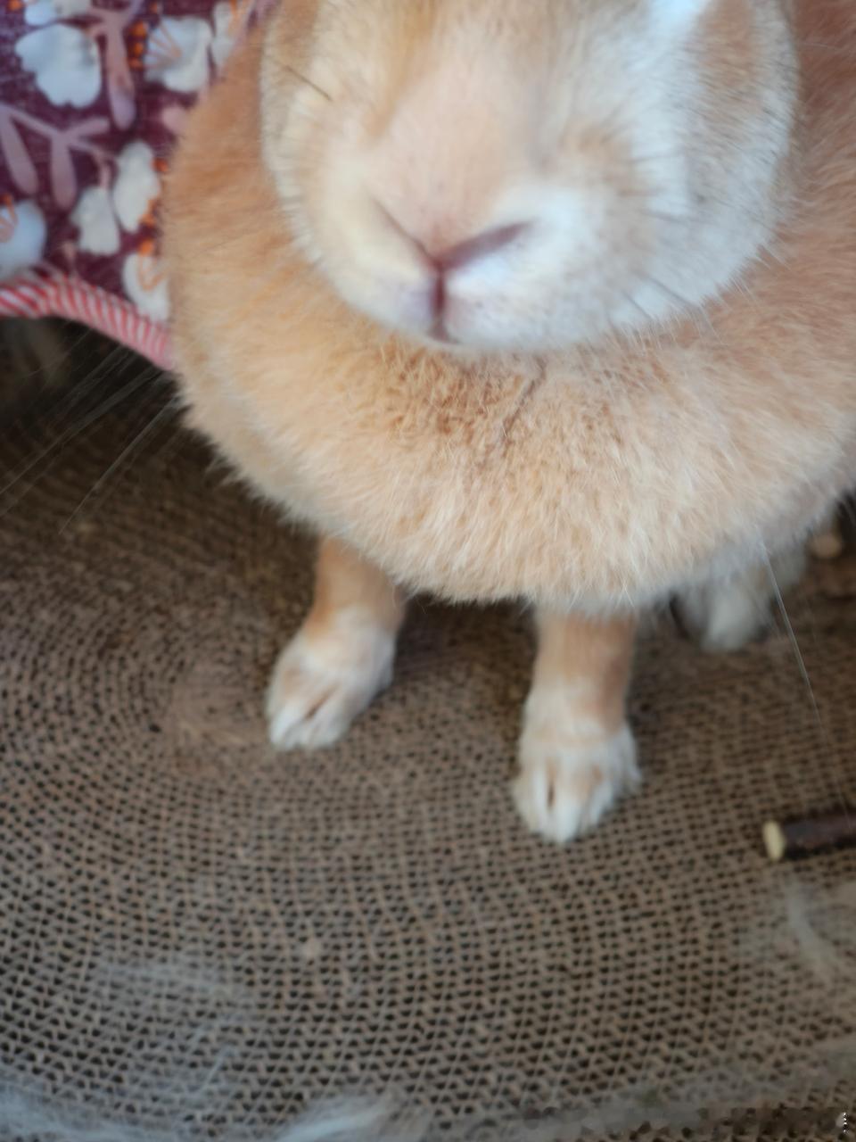 13714🐇【神秘】生物 
