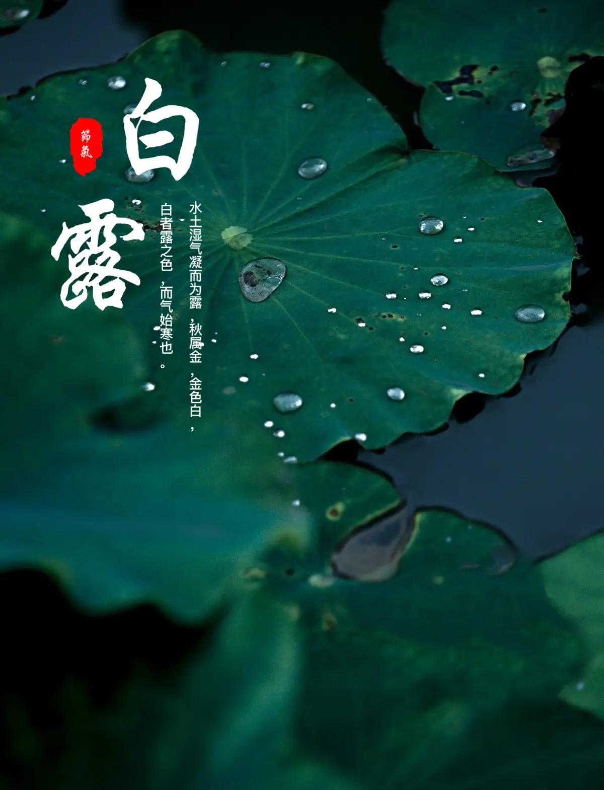 白露至，暑气渐消，秋风徐徐而来。一夜白露一夜凉，燥热褪去，日子多了几分清润舒爽。