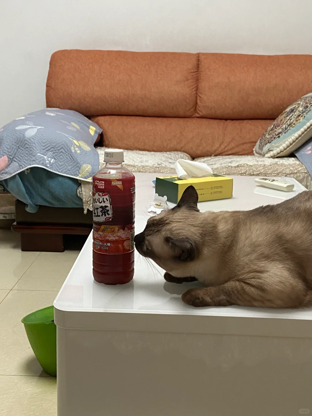 夏天来了，大家都怎么给猫猫降温