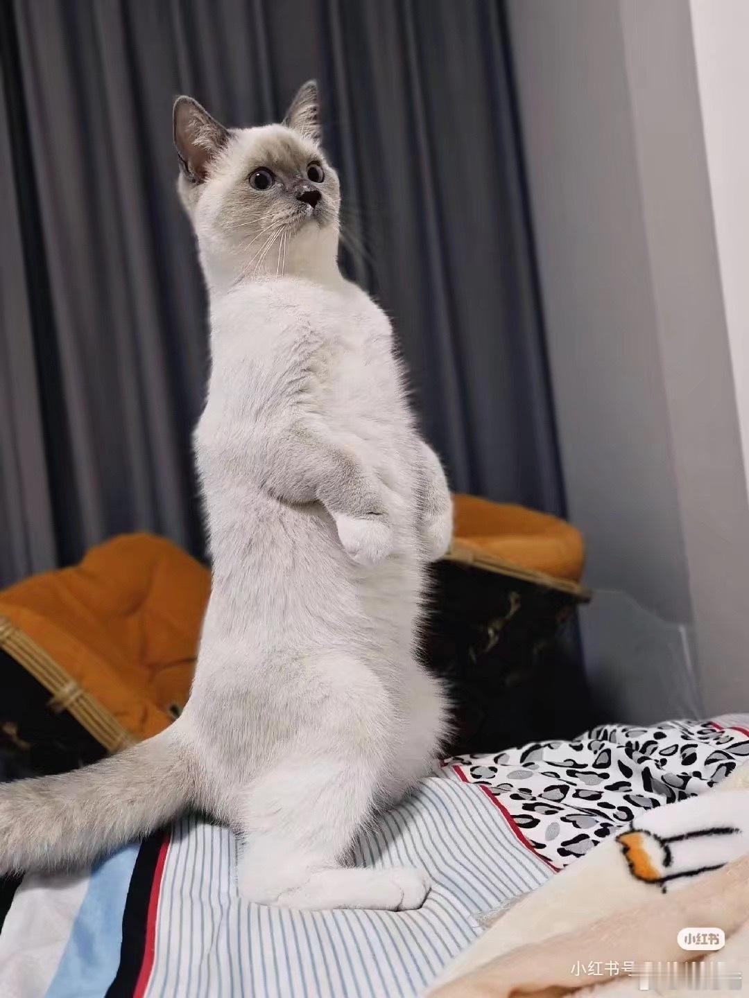 从网上找了些神秘的暹罗猫站立照片，好神奇 