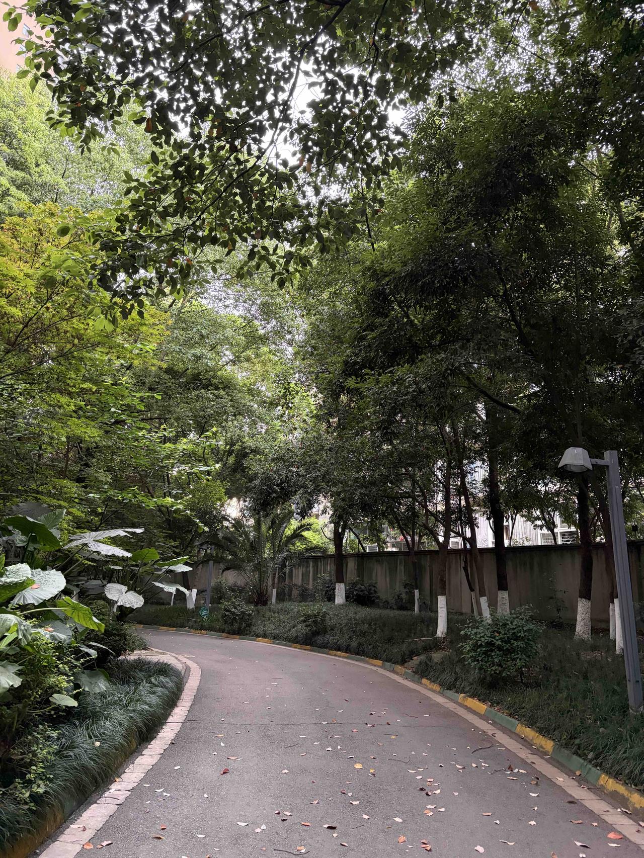 康复日记·晨练篇

2026.05.06:小区林荫步道

清晨的阳光透过树叶洒下