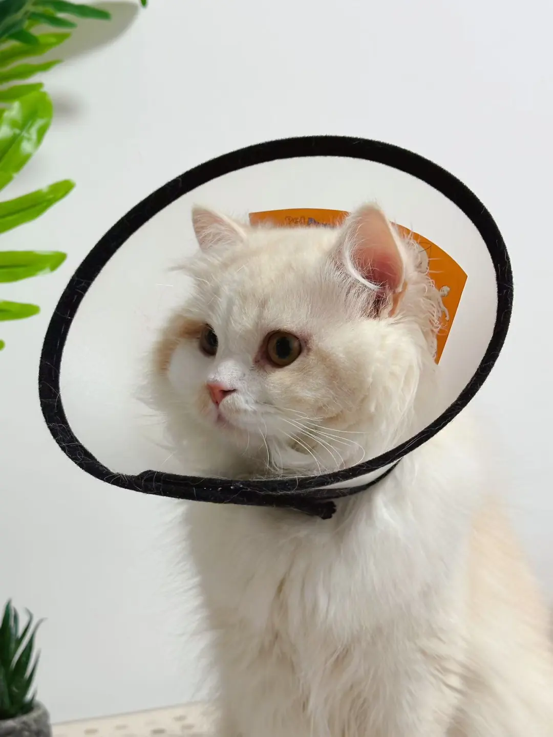 小母猫呢？