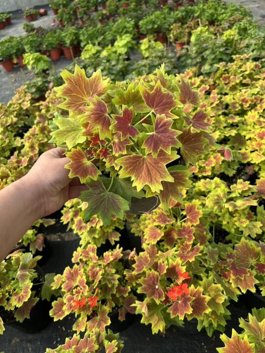 谁说花才是主角？枫叶天竺葵的叶子美到犯规