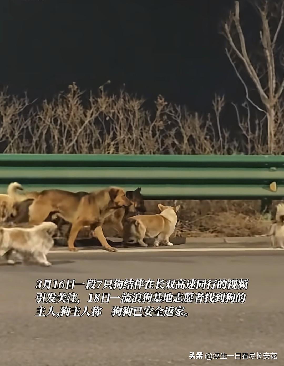 看到主人的采访，突然明白之前那些关于“狗狗结伴护友”“跨越17公里回家”的浪漫叙