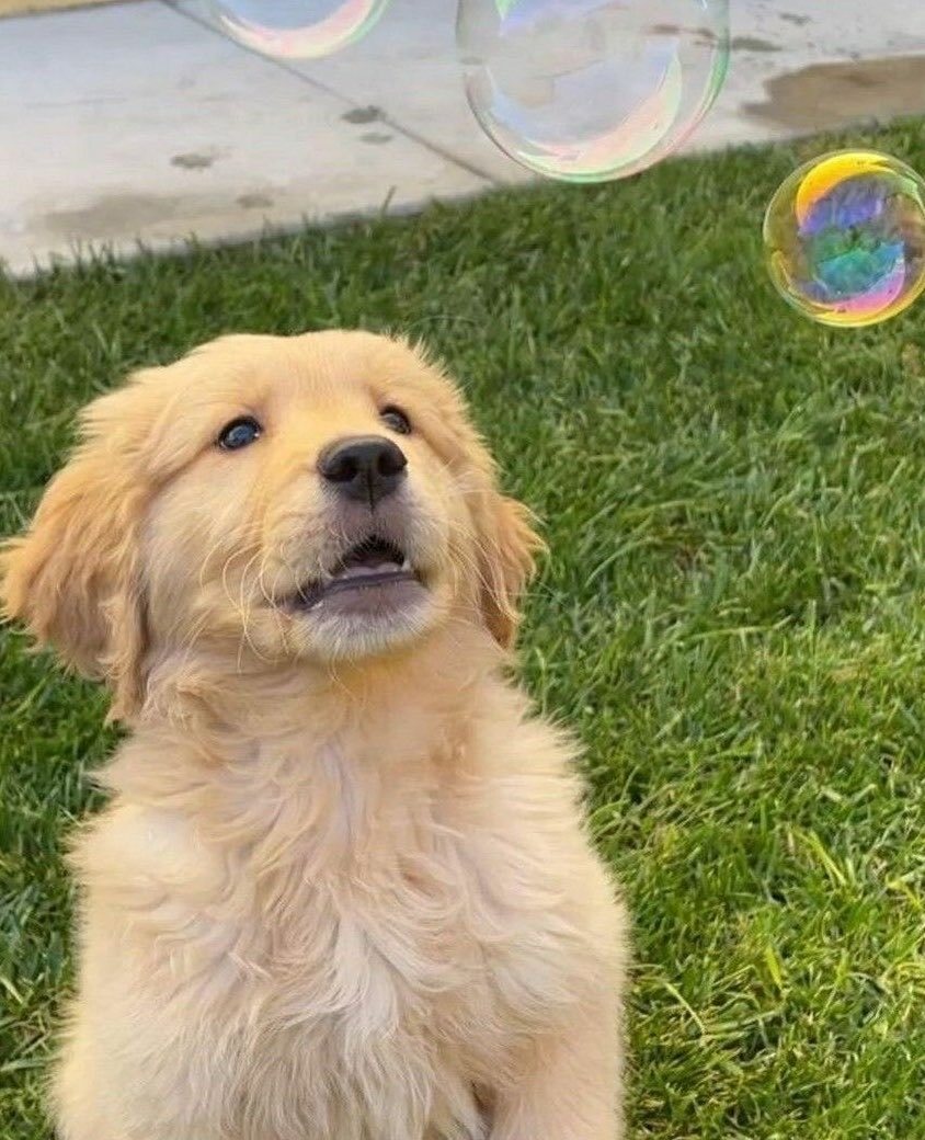 我家养的小狗遇到最喜欢泡泡会有的🐶行为 ​​​