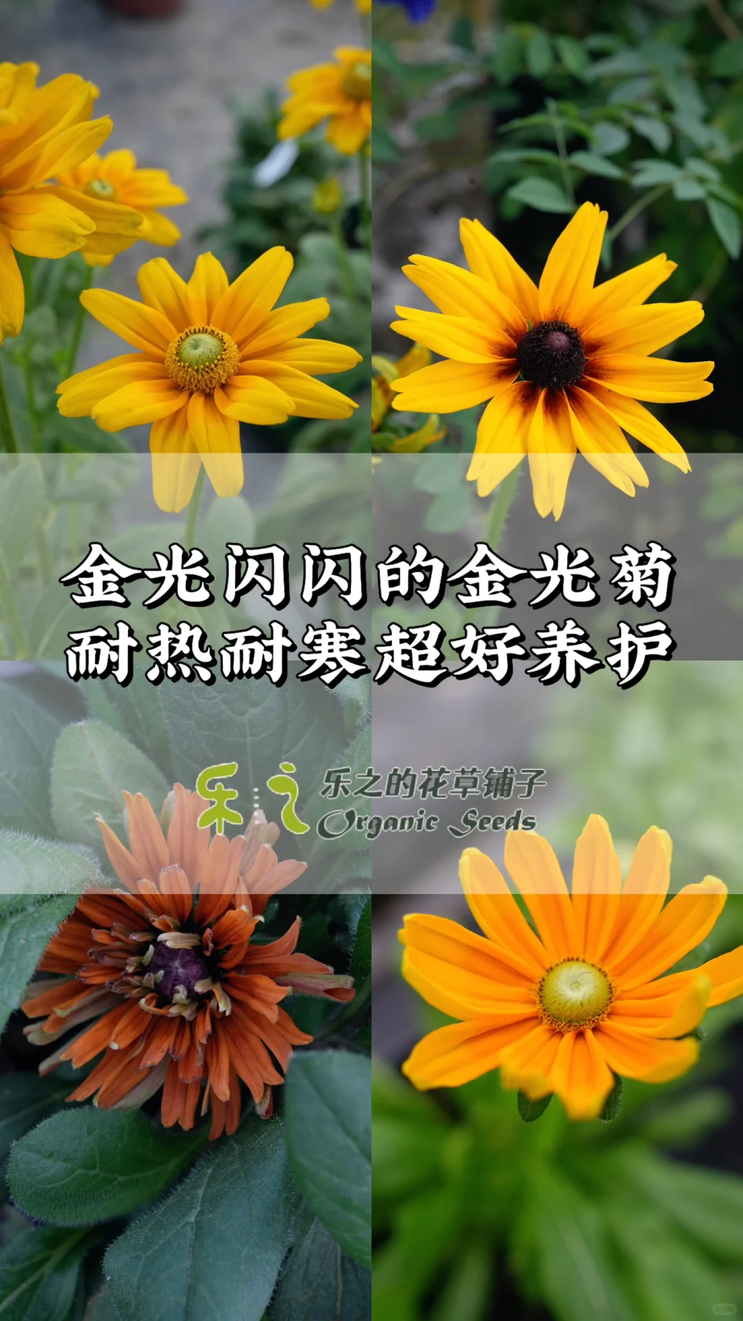 金光菊｜养好的撒哈拉苗苗来咯！