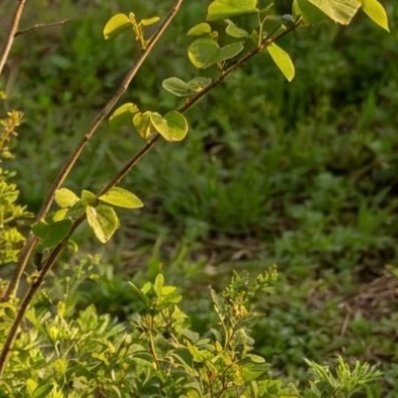 紫荆1. 栽培方式：普通园土、沙壤土均可栽种，耐轻度贫瘠；落叶丛生灌木，根系浅生