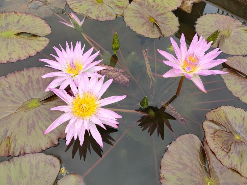 上联：湖上风来波面皱，请对下联晨羲过后莲花舒