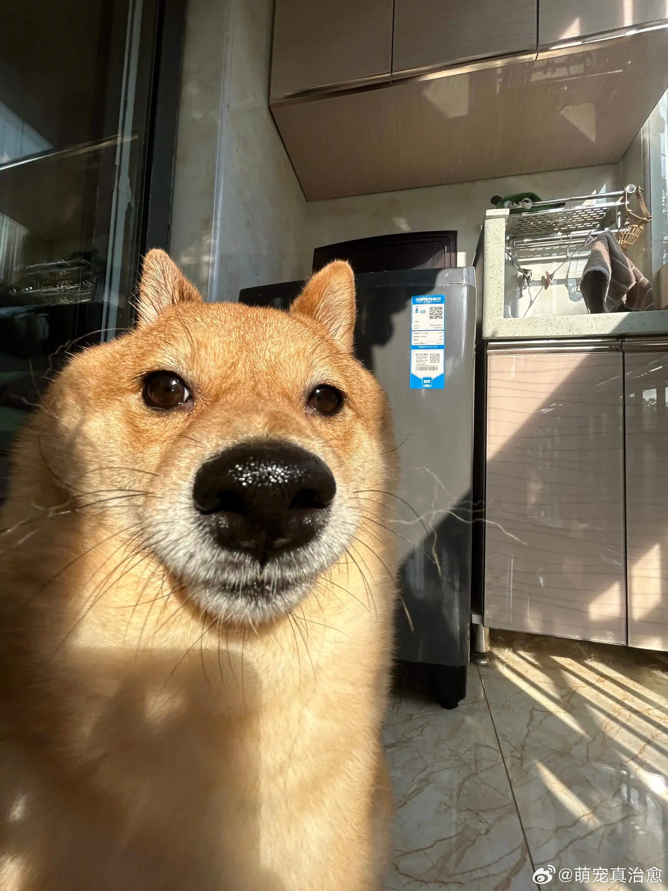 帅就一个字却跟了哥一辈子。萌宠宠物