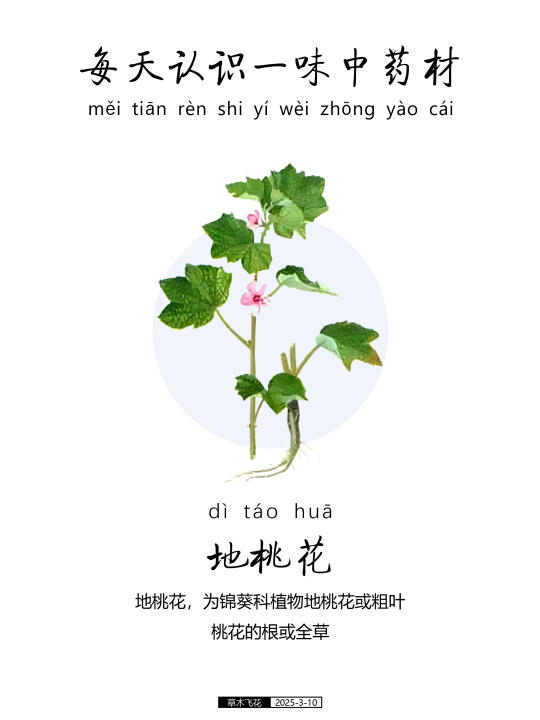 地桃花可不是那种桃花！它是一味中草药🍀