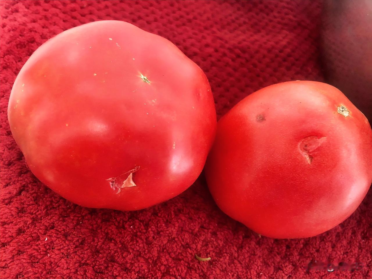这俩西红柿在我家放了快1个月了……