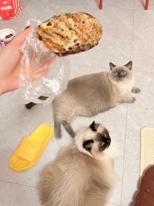 太有实力了！一次性拥有三个大面包🥖