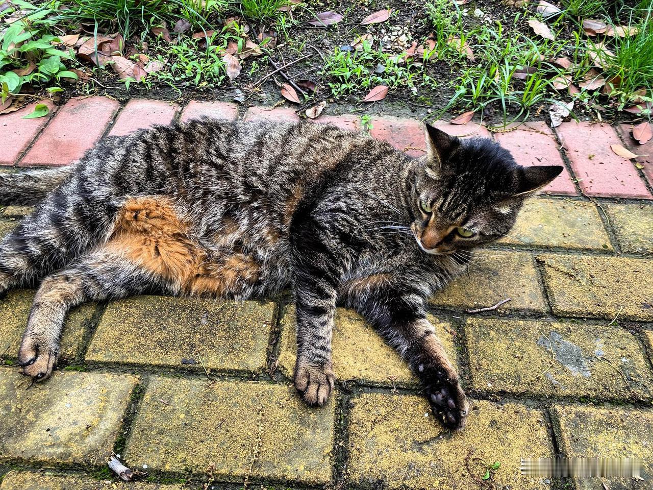 应该是和野猫打架了，连嗓子也哑了，肯定骂得很难听，狸花猫嗓子哑了，要不要去看医生