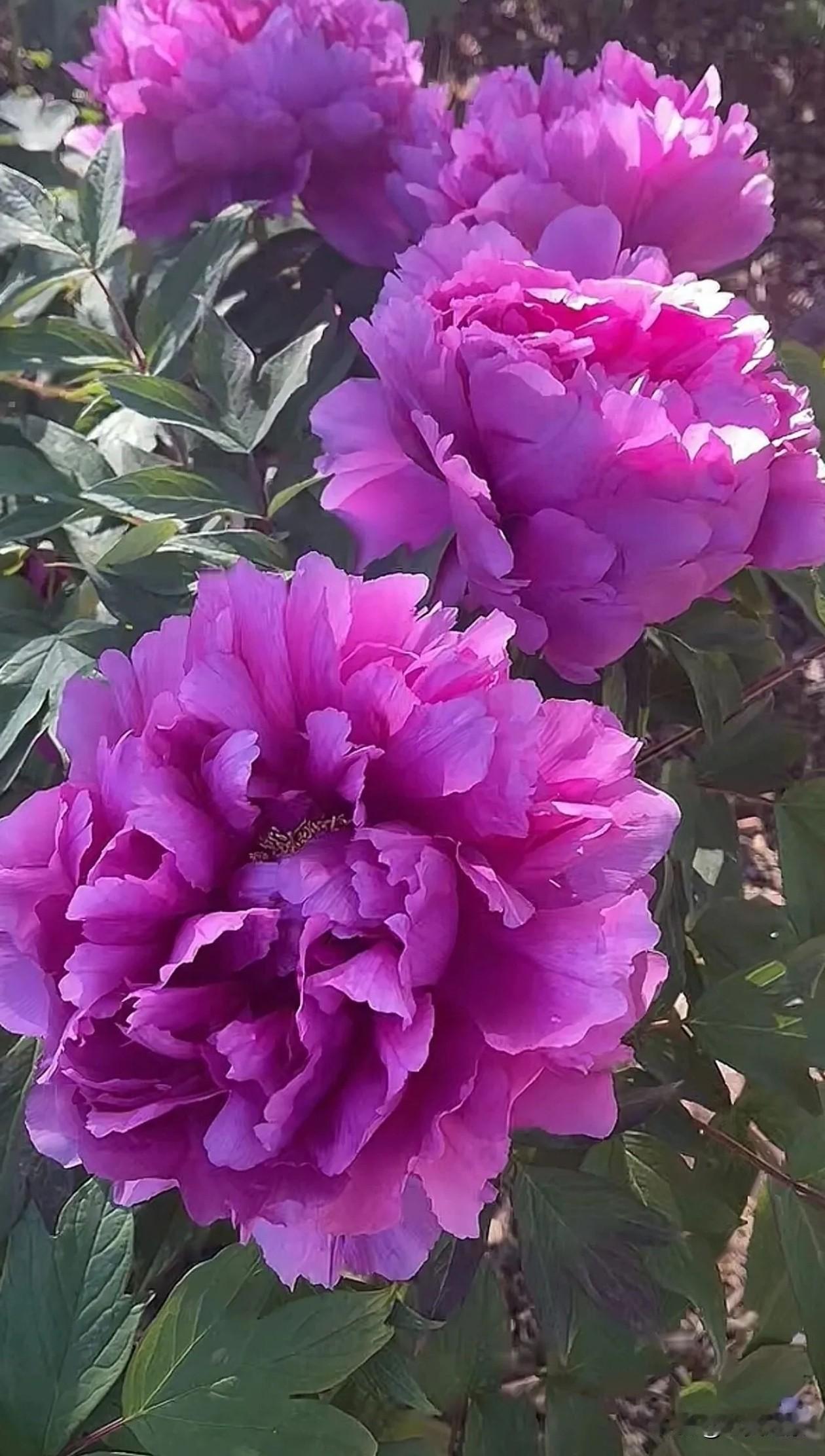 晴光下的牡丹，层层花瓣舒展如云，紫的雍容、粉的娇柔，晕染着春日独有的温柔。它们熬