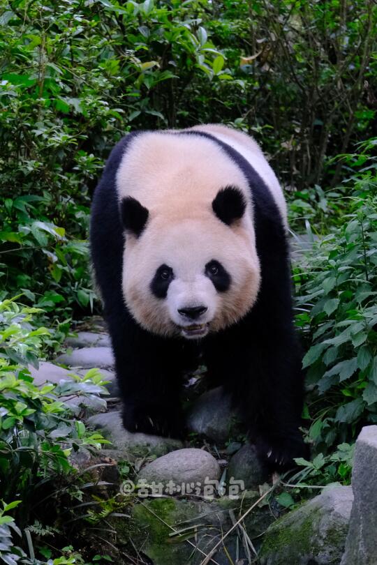 刚刚做了个特别可怕的梦，大熊猫向人类复仇