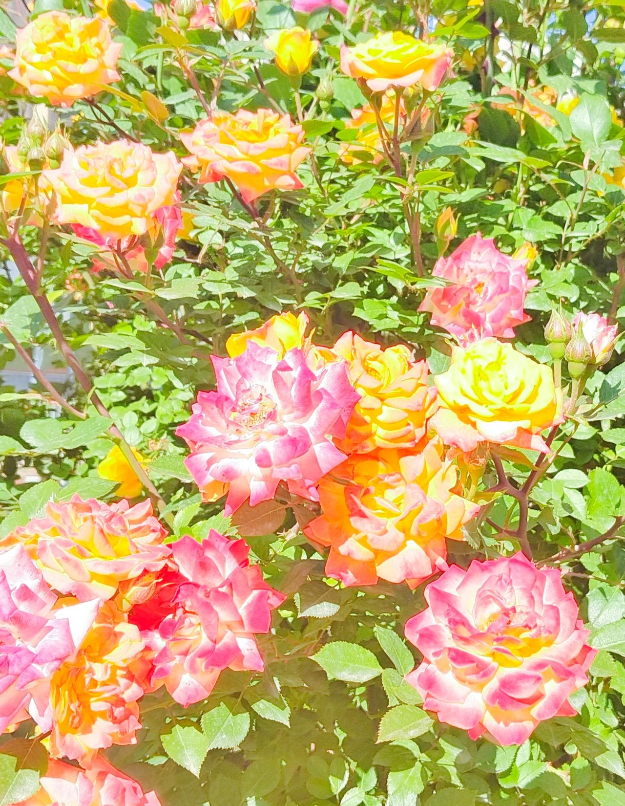 晒图笔记大赛 晒图笔记大赛
绚烂的玫瑰花园，色彩缤纷，美轮美奂！🌹🌸🌼蝴蝶