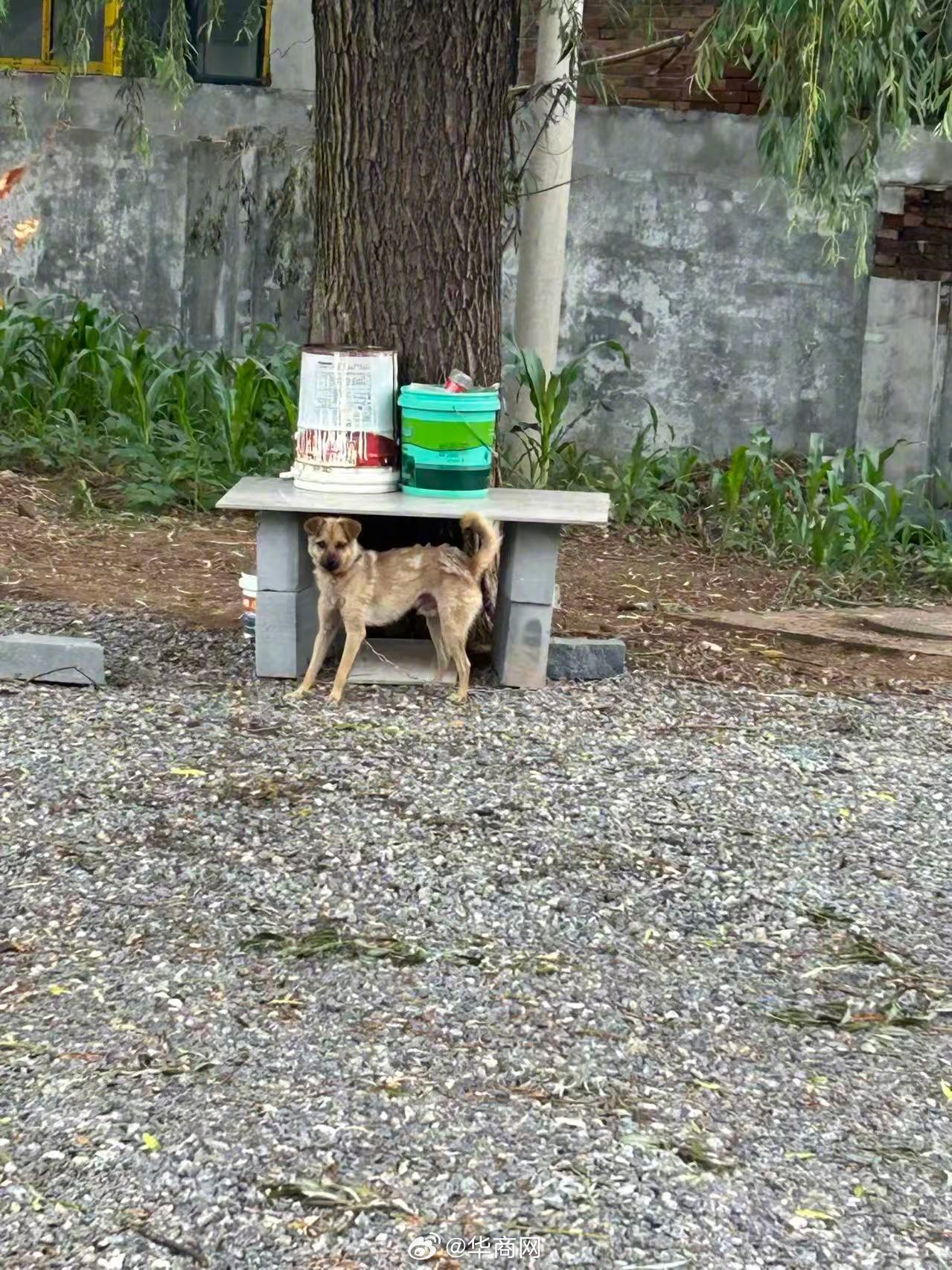 【】 11月13日上午，山西“狗咬人引发的血案”在长治市中级人民法院一审开庭，被