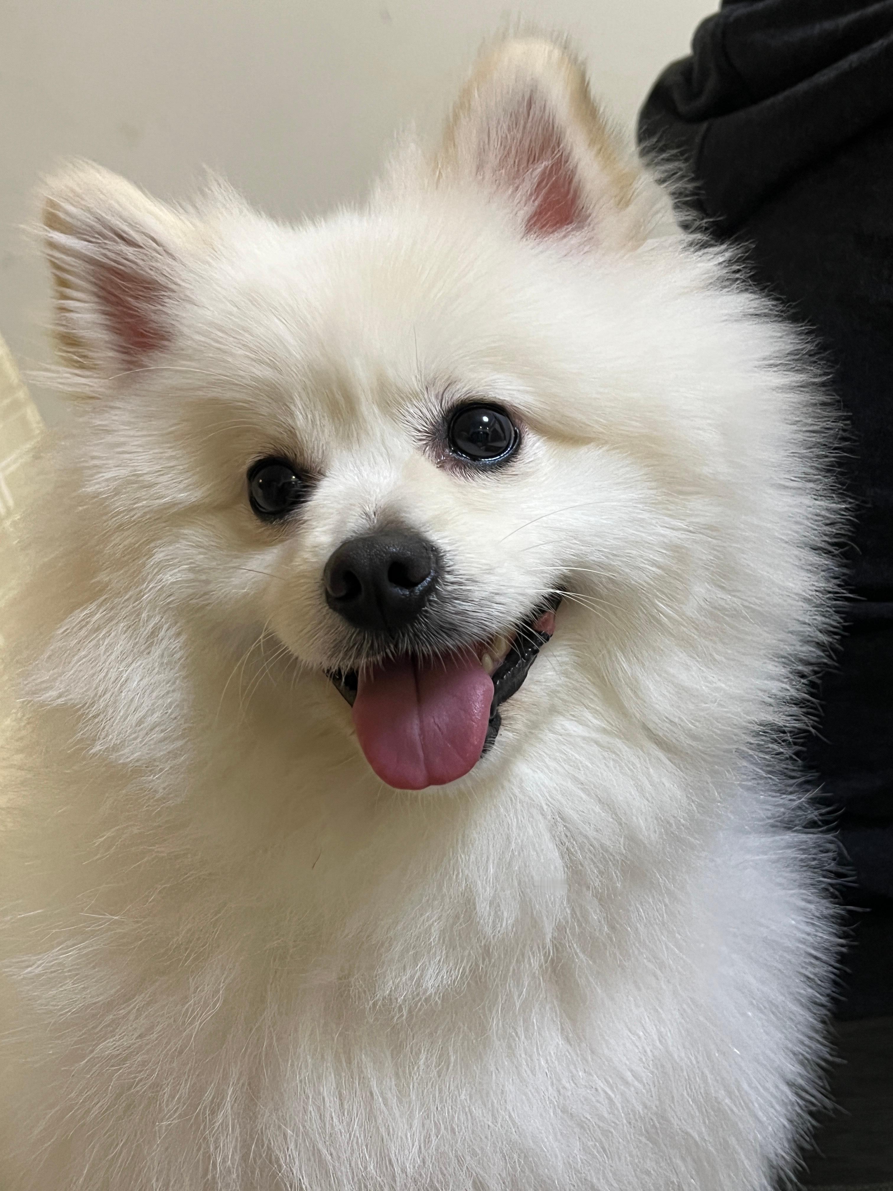 长这么可爱给谁看呢[doge][二哈] ​​​