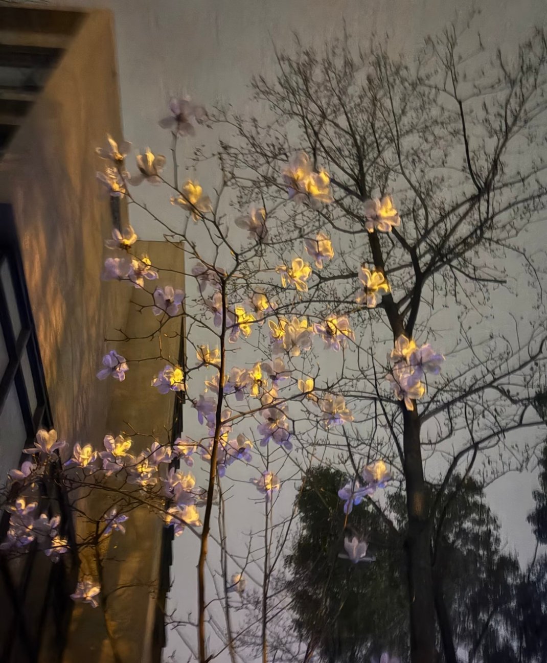 芝兰玉树，太美了 