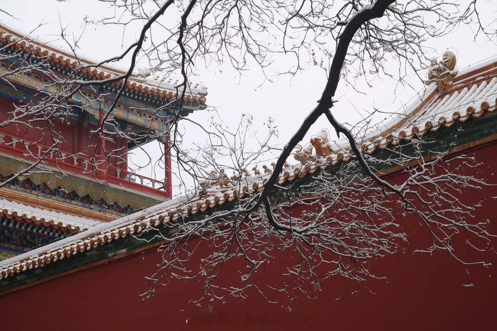 就知道故宫会上热搜，天气预报真准啊，昨天就看到说明天的故宫票都卖完了 