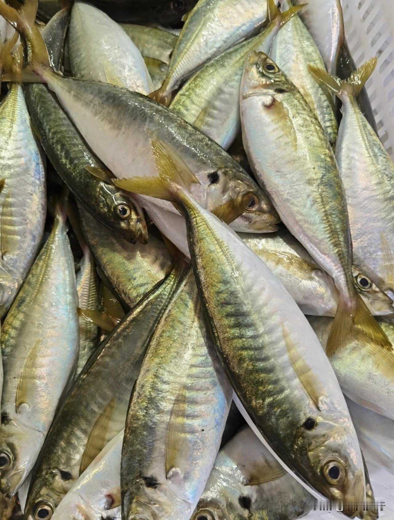 我爱吃巴浪鱼不是因为便宜，当地部分人少吃是因为腥气重？

通常，漳州港集市上，巴