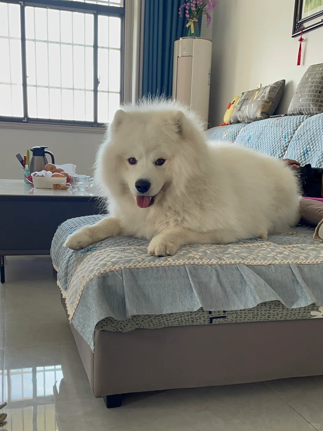 小狗的把戏