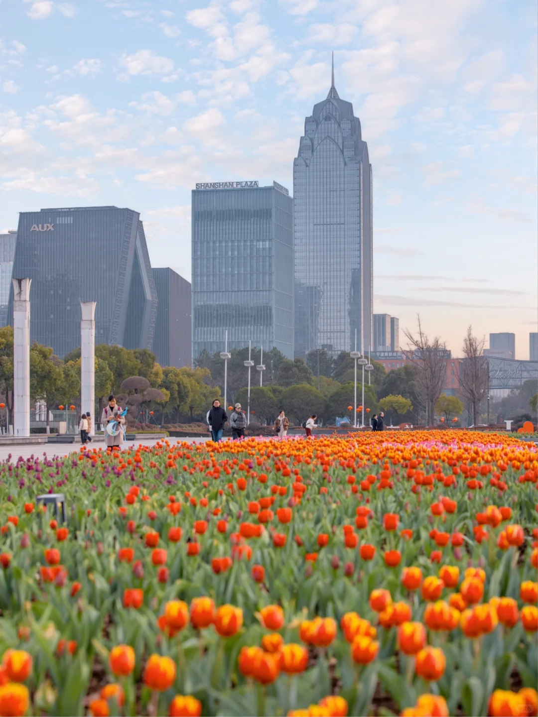 宁波2025年第一波郁金香🌷盛开了