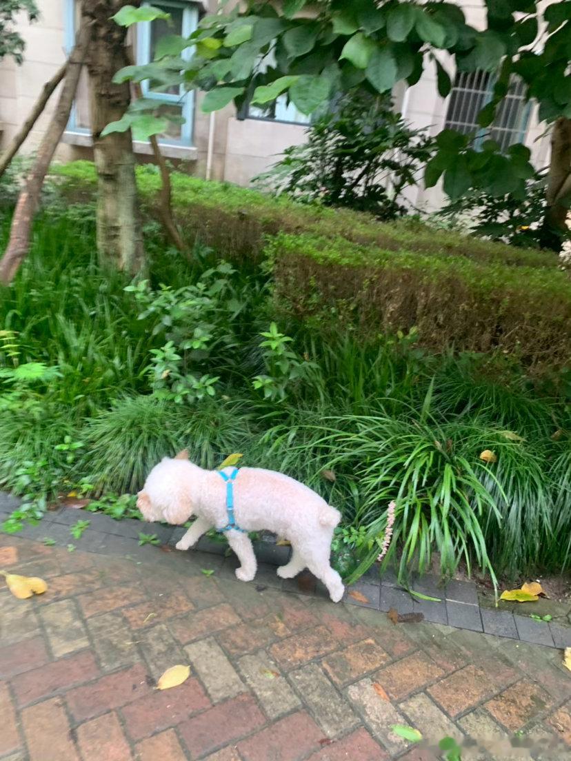 一夜的雨又凉快了好多 