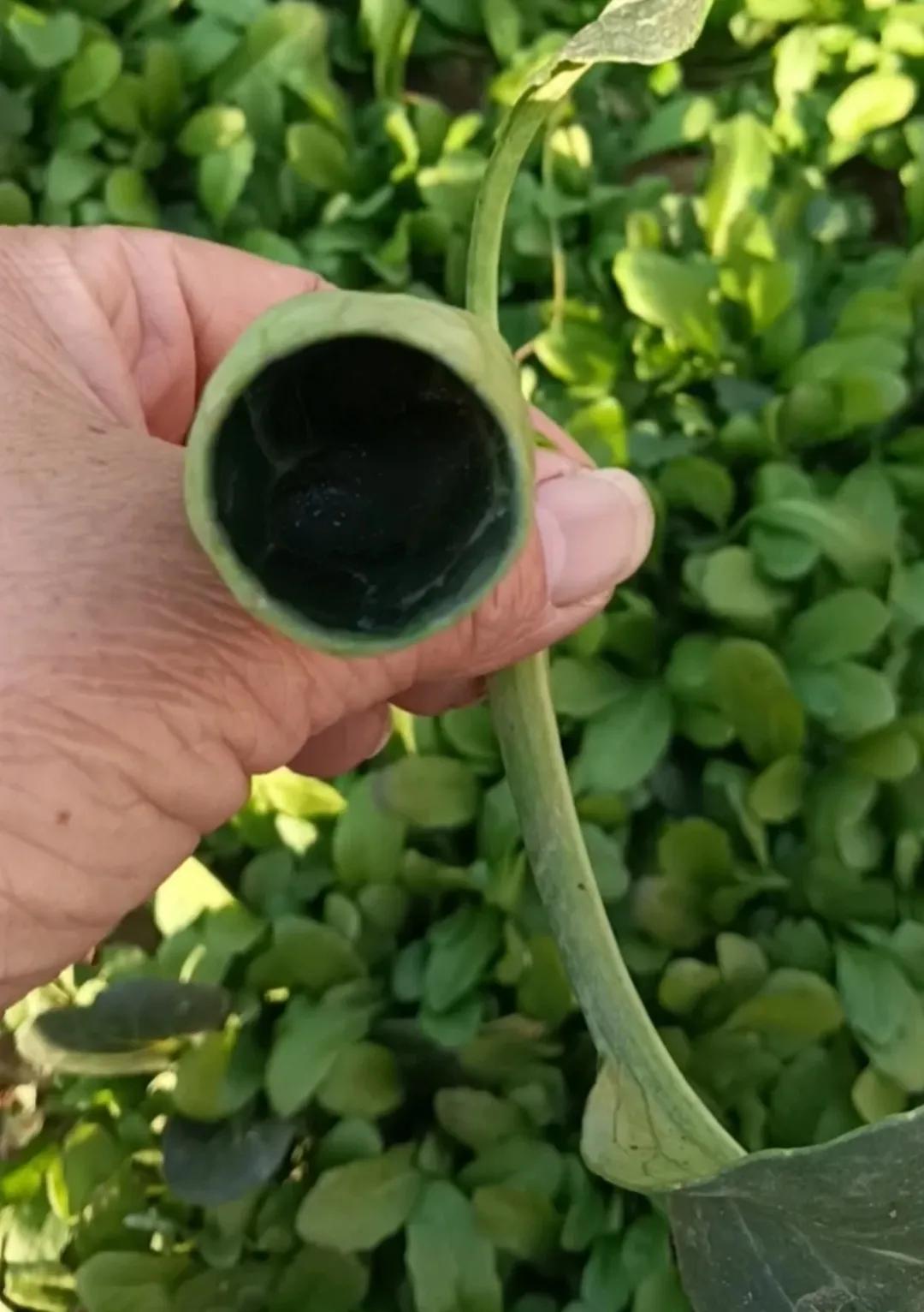 老妈在菜地里发现一棵变异菠菜，形状有点像游戏中的豌豆射手，她兴奋地拍下照片发到家