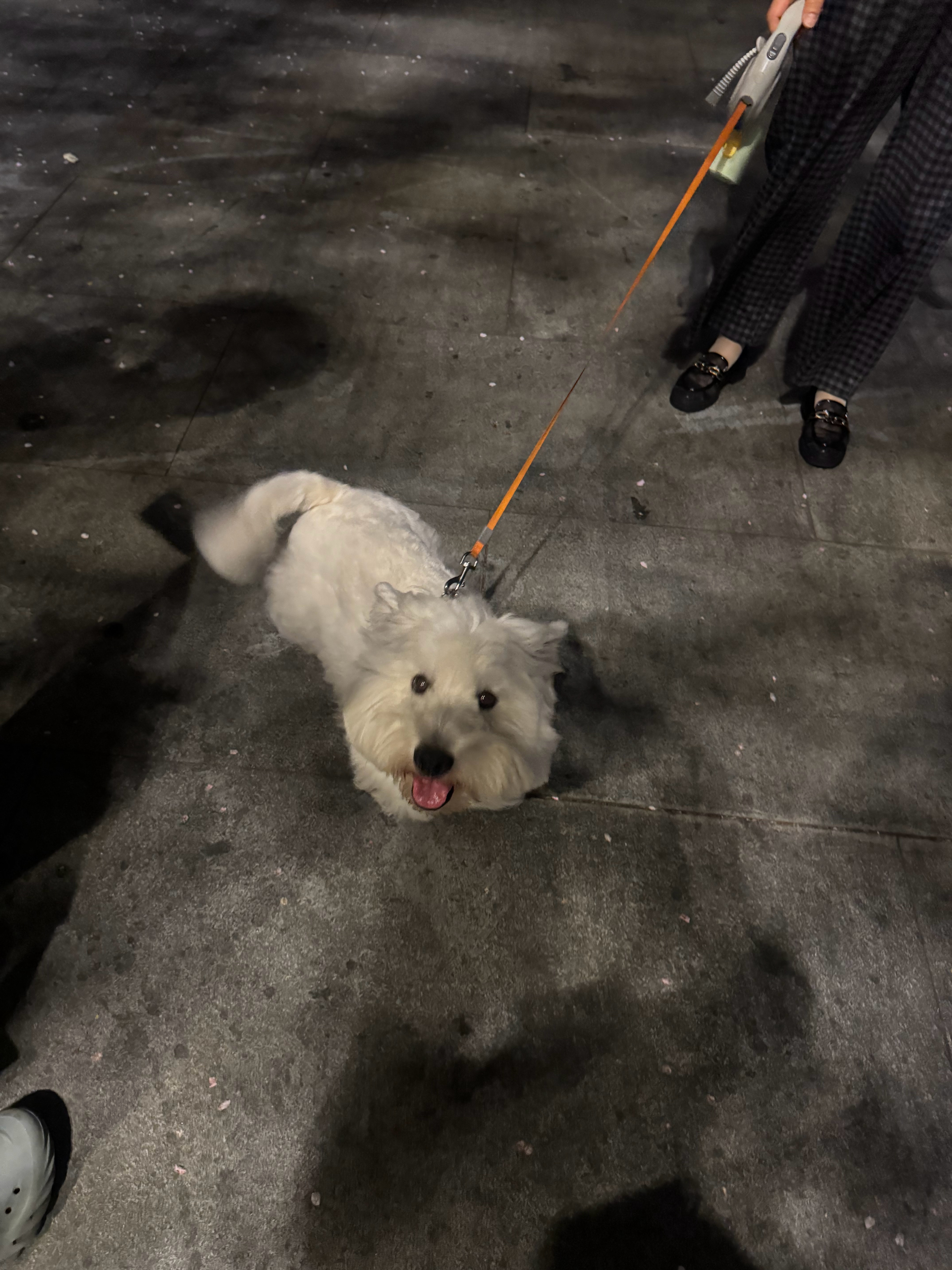 今天去了樱花大道！好美，风一吹那个樱花全部飘下来了 