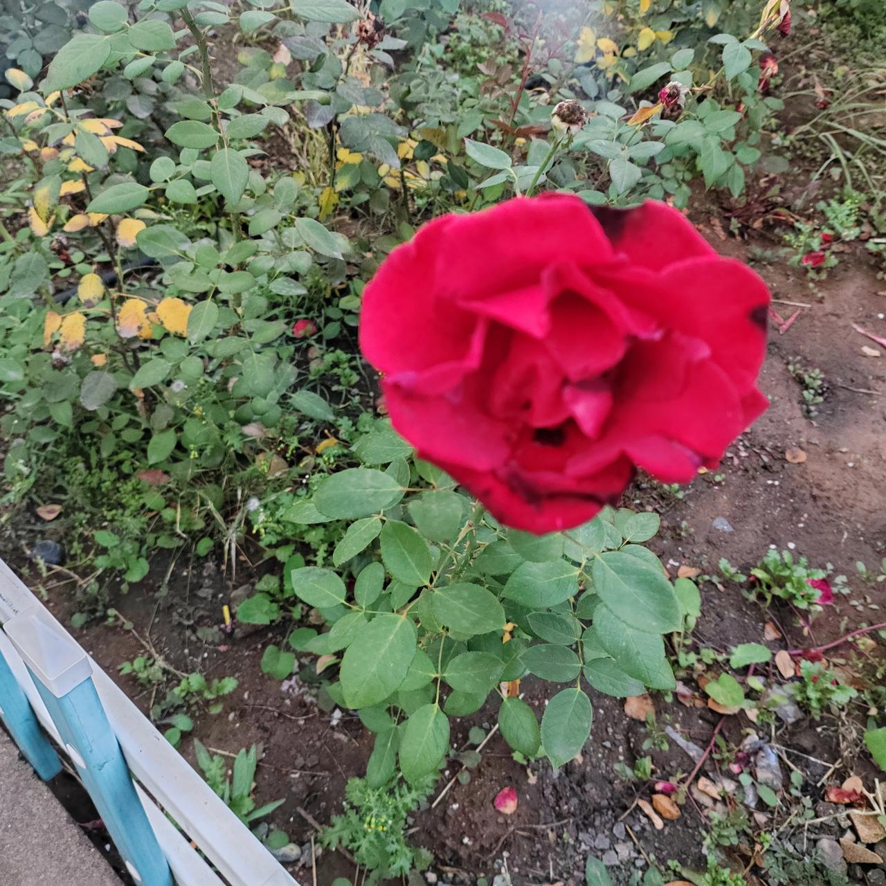 月季这种花朵，越是晚秋，开得越是艳丽。
在内蒙古的室外，夏天太热，月季的花朵会很