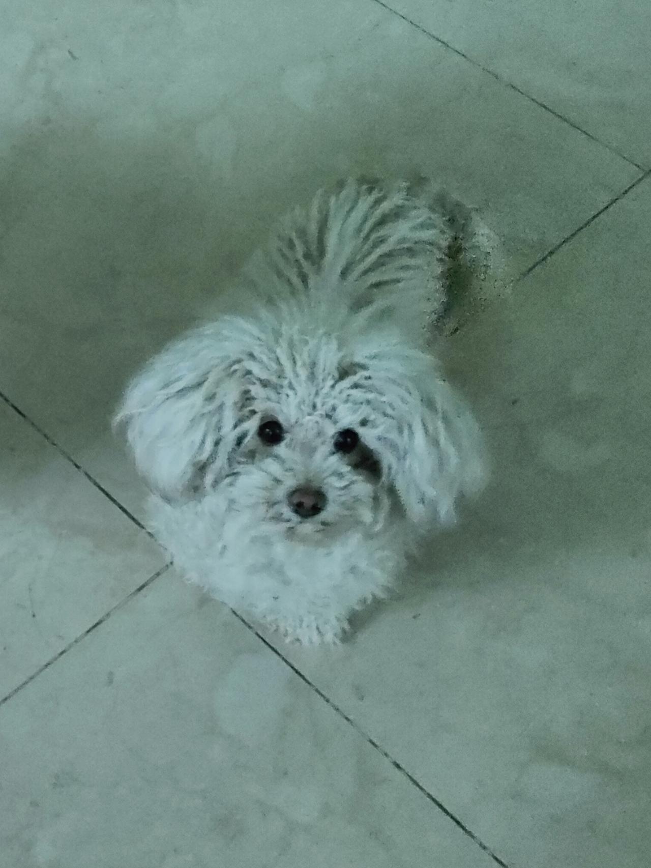 ✨它把绒毛长成温柔的形状，瞳孔里泊着星子，每一寸呼吸都在酿暖乎乎的治愈魔法。
☁