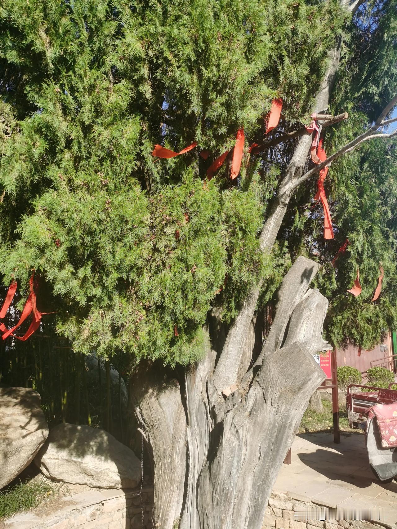 西墙峪村“同心树”
在临沂市沂水县抗日堡垒村西墙峪村，有一棵古老的侧柏树，有90