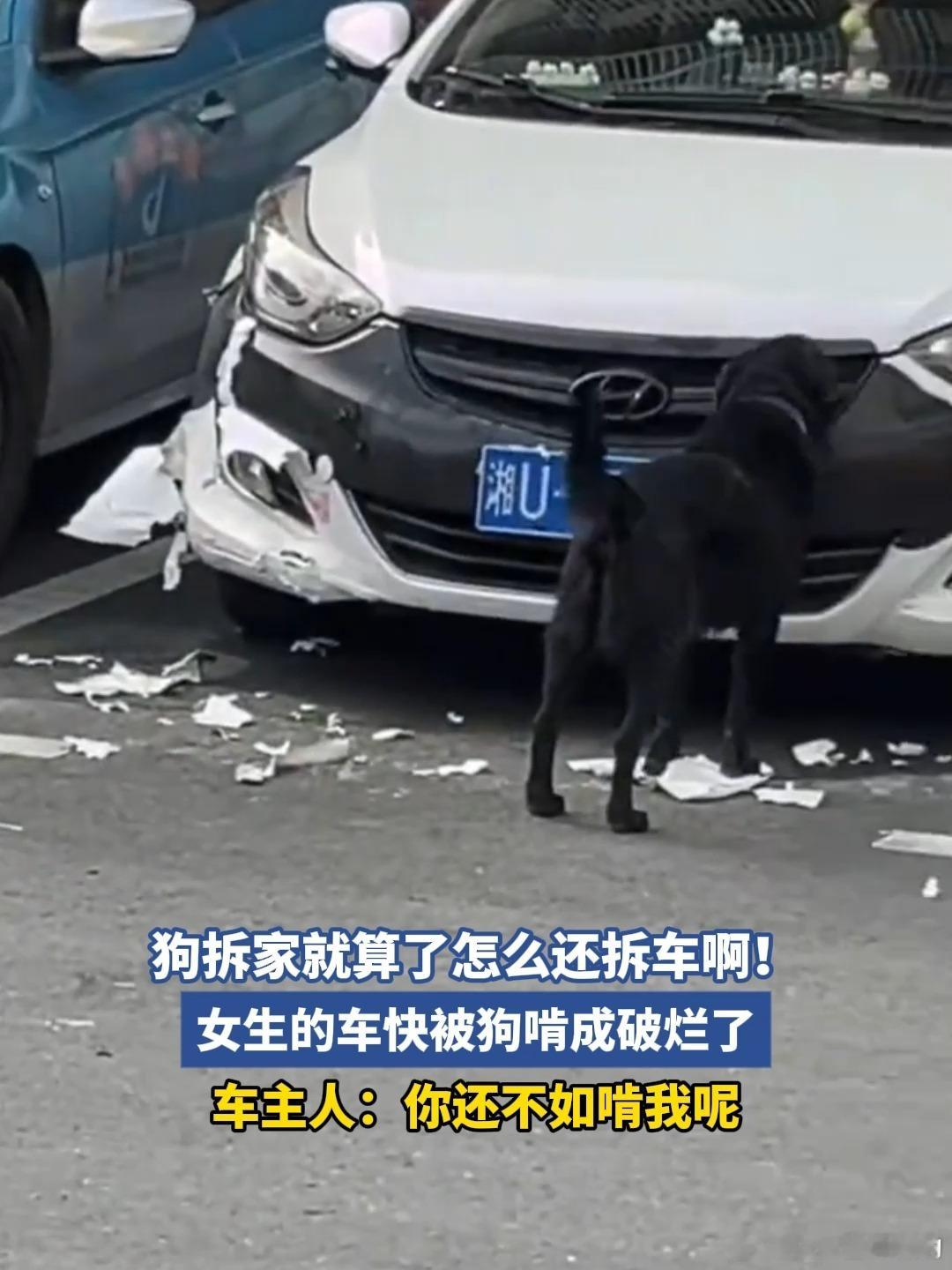 女子电话得知车被狗啃以为是诈骗狗啃车的案例数不胜数那么，够喜欢啃车吗？并不喜欢。