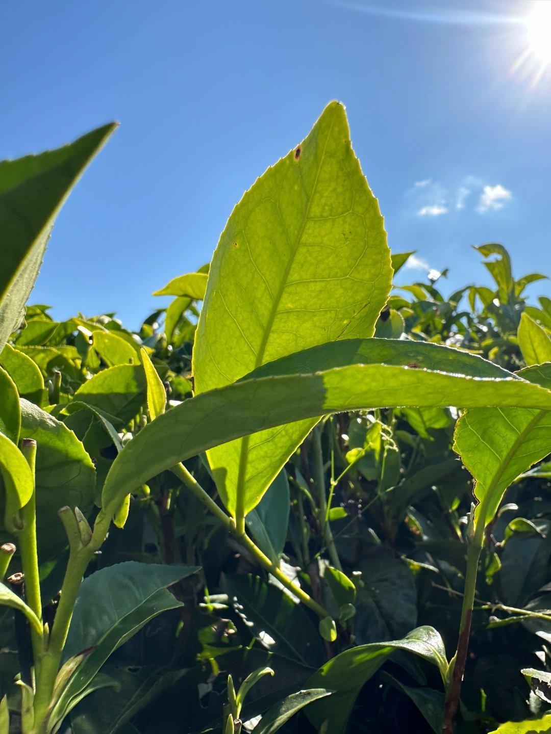 咖位云南点赞云南当咖啡的红果遇见茶树的翠芽，一场风味的对话在云雾间开启。这片土地