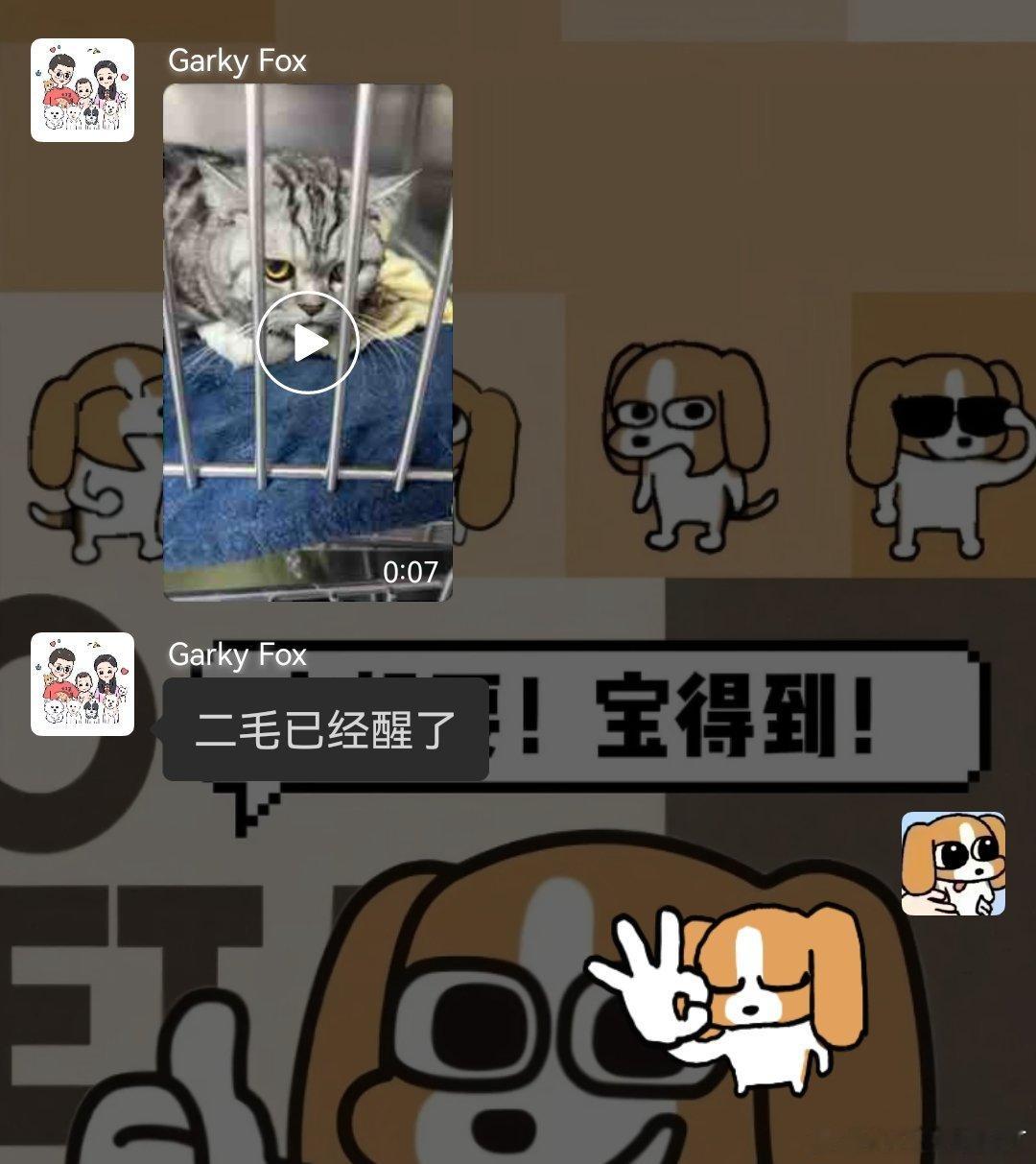 二毛放弃高考。因为它住院去了。 